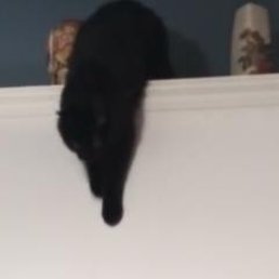 Rascal our little climber cat. Rascal our little climber cat.