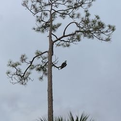 Shell Mound Campground - Osprey
