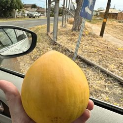 Hale Puna Farmers Market - Egg fruit