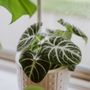 Photo of Pepper Greenhouses