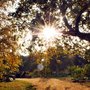 Photo of Descanso Gardens