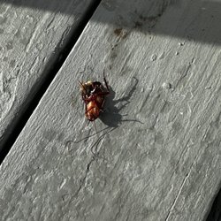 The Inn On Fleming - this one was in my coffee cup