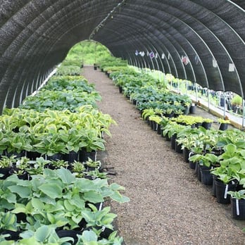 Romence Garden - Nurseries & Gardening Near Me - Portage, Michigan Romence Garden - Nurseries & Gardening Near Me - Portage, Michigan