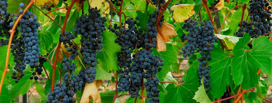 West Coast Grapes - vineyard in San Francisco, CA