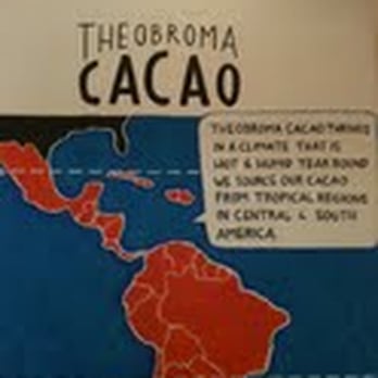 Taza Chocolate - Taza Chocolate - origin of their beans - Chocolatiers & Shops Near Me - Somerville, Massachusetts Taza Chocolate - Taza Chocolate - origin of their beans - Chocolatiers & Shops Near Me - Somerville, Massachusetts