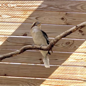 Magnolia Wilds - Kookaburra - Zoos Near Me - Ethel, Louisiana Magnolia Wilds - Kookaburra - Zoos Near Me - Ethel, Louisiana