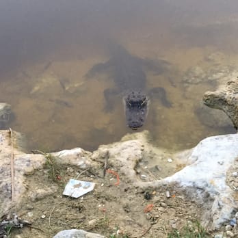 Miccosukee Service Plaza - Seriously. Watch out for the gators!! - Gas Stations Near Me - Davie, Florida