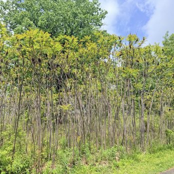 Fort Sheridan Forest Preserve - Parks Near Me - Lake Forest, Illinois Fort Sheridan Forest Preserve - Parks Near Me - Lake Forest, Illinois