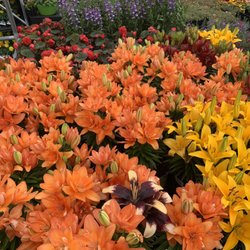 Walmart Garden Center