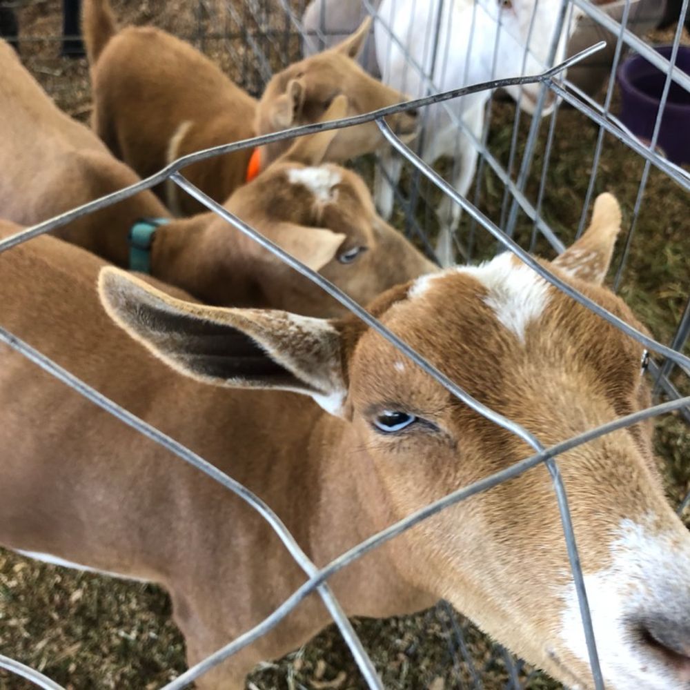 Elmore County Fair and Rodeo - Awww such sweet little goats and baby - Rodeo Near Me - Glenns Ferry, Idaho Elmore County Fair and Rodeo - Awww such sweet little goats and baby - Rodeo Near Me - Glenns Ferry, Idaho