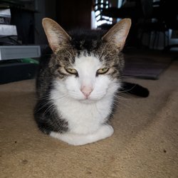 Terra Veterinary Services - Mr. Bigglesworth