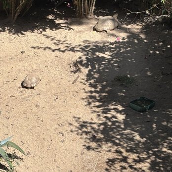 Vallarta Botanical Gardens - Turtles - Botanical Gardens Near Me - Cabo Corrientes, JAL Vallarta Botanical Gardens - Turtles - Botanical Gardens Near Me - Cabo Corrientes, JAL