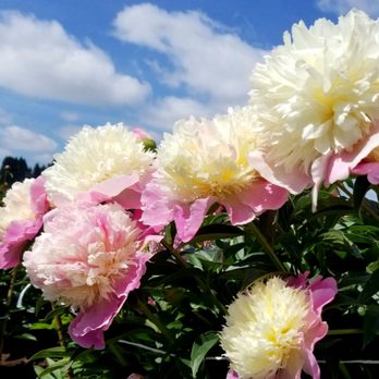 Adelman Peony Gardens - The pink and white peony are classic and breathtaking - Nurseries & Gardening Near Me - Salem, Oregon