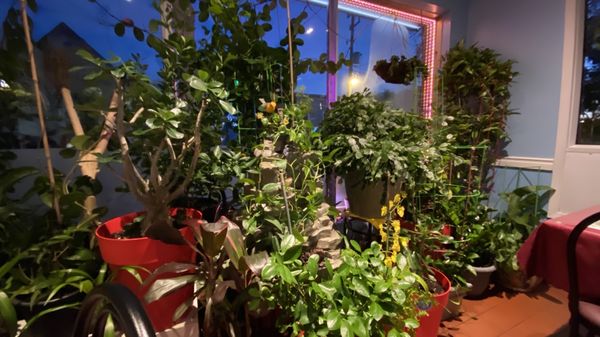 Phở Bắc Oriental Cuisine by null