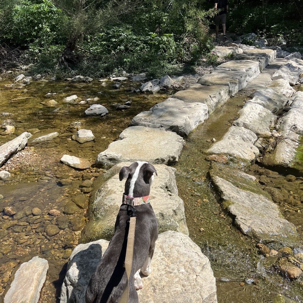 Pease Park - Dog friendly! - Parks Near Me - Austin, Texas Pease Park - Dog friendly! - Parks Near Me - Austin, Texas