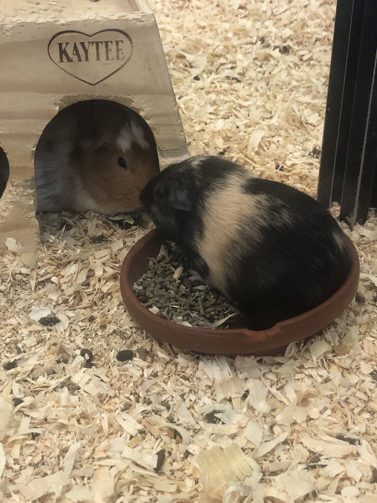 CORNERSTONE CRITTERS Updated September 2024 145 S Main St, Bryan