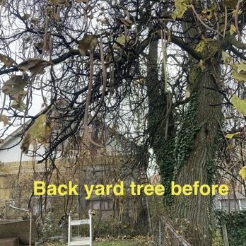 C+A Landscaping - This is the tree that was hanging over in to the back yesterday before. - Landscaping Near Me C+A Landscaping - This is the tree that was hanging over in to the back yesterday before. - Landscaping Near Me