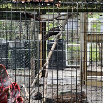 Peace River Wildlife Center - Animal Shelters Near Me - Punta Gorda, Florida Peace River Wildlife Center - Animal Shelters Near Me - Punta Gorda, Florida