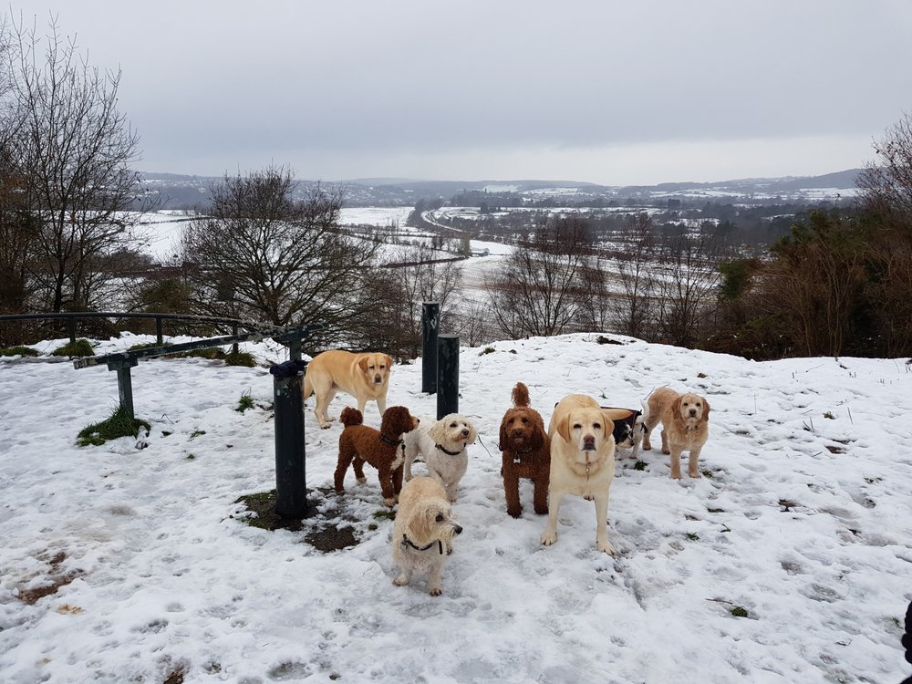 SUSAN & SON’S K9 SERVICES Updated August 2024 Request a Quote 91 Rise