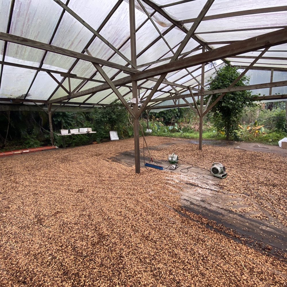 Rooster Farms - Coffee drying - Farms Near Me - Captain Cook, Hawaii Rooster Farms - Coffee drying - Farms Near Me - Captain Cook, Hawaii