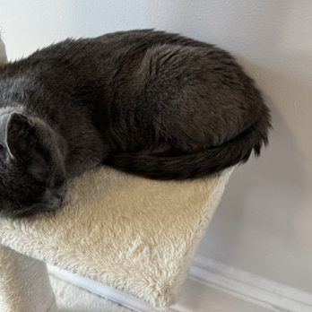Right Meow Cat Cafe - Sleepy grey cat - Themed Cafes Near Me - Fuquay Varina, North Carolina Right Meow Cat Cafe - Sleepy grey cat - Themed Cafes Near Me - Fuquay Varina, North Carolina