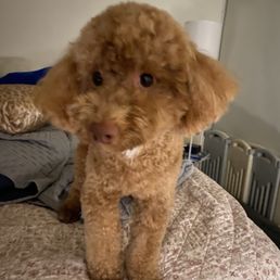 Molly is ready for bed after a nice day of grooming. Thank you, Chika!