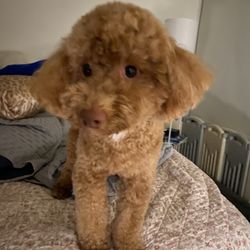 Abby's Dog Grooming Salon - Molly is ready for bed after a nice day of grooming. Thank you, Chika!
