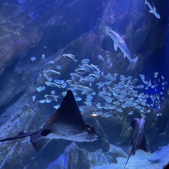 Aquarium la Rochelle - Aquariums Near Me - La Rochelle, 17 Aquarium la Rochelle - Aquariums Near Me - La Rochelle, 17