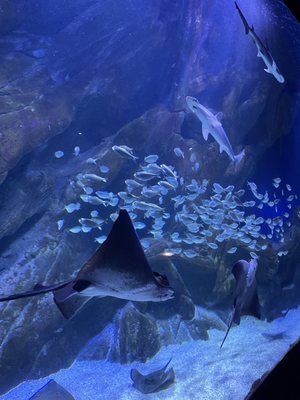 La Rochelle Aquarium by null