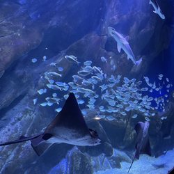 Aquarium la Rochelle