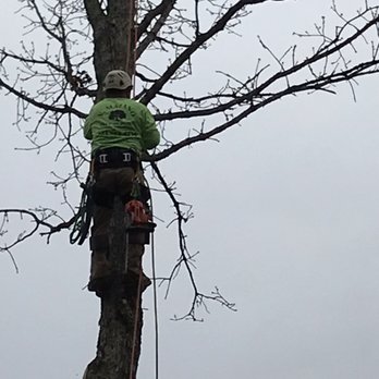 V Majano Tree Service - A little tree climbing - Tree Services Near Me V Majano Tree Service - A little tree climbing - Tree Services Near Me