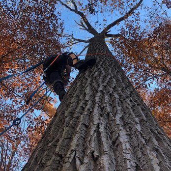 Tanzola Tree Service - Crane Services Near Me - Downingtown, Pennsylvania Tanzola Tree Service - Crane Services Near Me - Downingtown, Pennsylvania