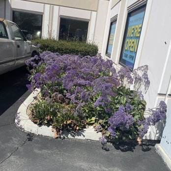 Wilmer’s Tree Service - Before - Tree Services Near Me Wilmer’s Tree Service - Before - Tree Services Near Me