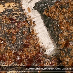 Vegas Bugs - Bed bugs infest furniture quickly. Yuck! Don't let it get to this point. We can help.
