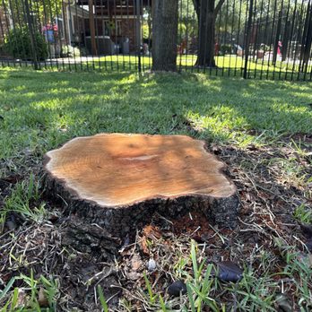 Woodpecker Stump Removal Service - Tree Services Near Me Woodpecker Stump Removal Service - Tree Services Near Me