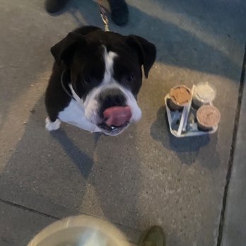 Like No Udder - Don't forget to get a pup cup for your doggos!! - Food Trucks Near Me - Providence, Rhode Island