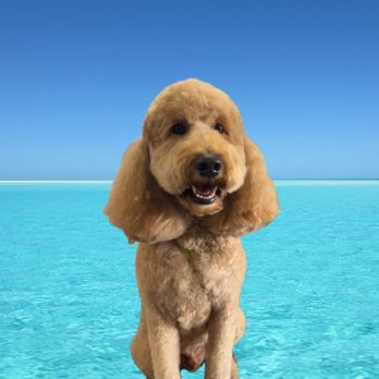 It’s a Doggy Spa - Pet Groomers Near Me - Long Beach, California