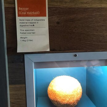 Bell Museum - Giant cow hairball. Fun! - Museums Near Me - Saint Paul, Minnesota