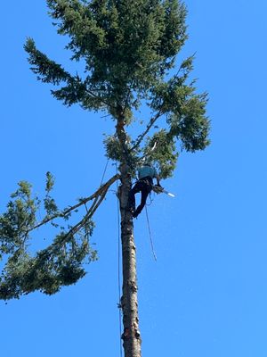 clips of several tree jobs we finished - these are several clients we did work for and all gave 5 star reviews clips of several tree jobs we finished - these are several clients we did work for and all gave 5 star reviews