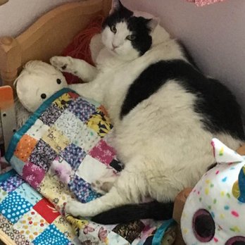 Restful Paws - We loved our cat! - Veterinarians Near Me Restful Paws - We loved our cat! - Veterinarians Near Me