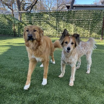Second Home Boarding - Pet Boarding Near Me - Austin, Texas