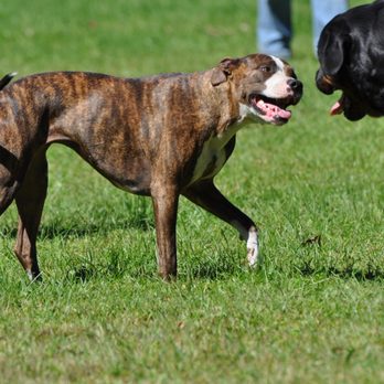 K-9 Behavior Rehabilitation - Pet Training Near Me - Belleville, Michigan