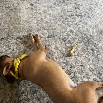 Five Points Pet Resort - Steve had fun, but is glad to be home. - Pet Sitting Near Me - Vass, North Carolina