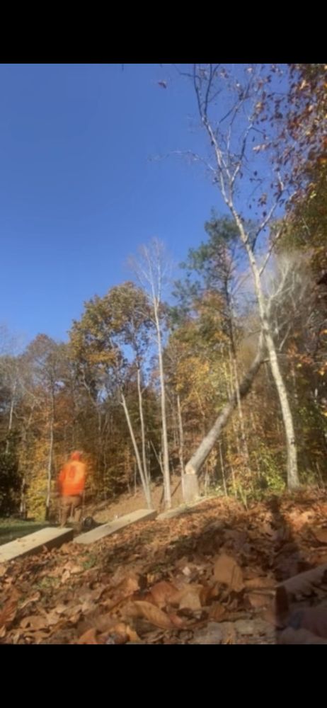 A&B Lawn & Tree - tree service in Greensboro, NC