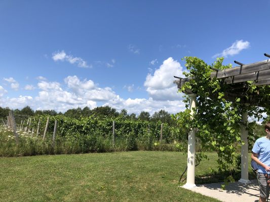 Northern Sun Winery and Vineyards by null