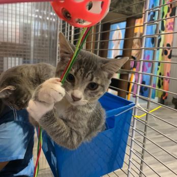 United For Animals Rescue - Animal Shelters Near Me - Margate, Florida