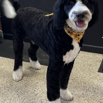 Diane's Pet Styling - Pet Groomers Near Me Diane's Pet Styling - Pet Groomers Near Me