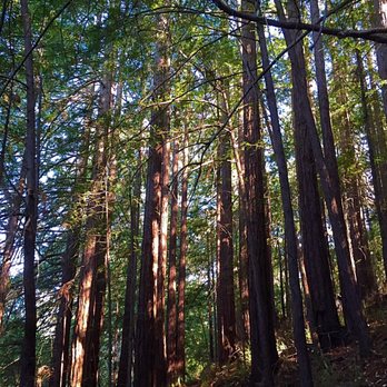 Huddart County Park - Parks Near Me - Woodside, California