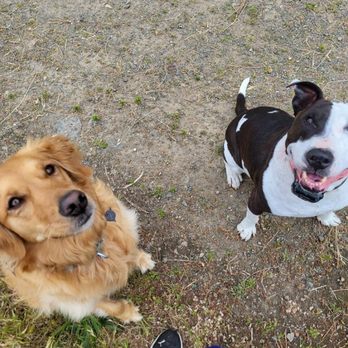 Wagging Walks - Big dog showing his happy smile for being outside while mommy is at work - Dog Walkers Near Me
