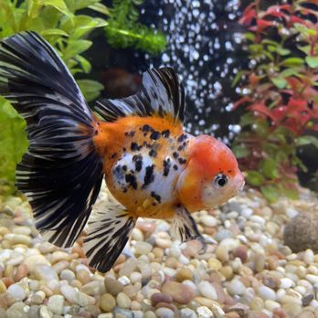 Full House Goldfish - Aquariums Near Me - San Jose, California Full House Goldfish - Aquariums Near Me - San Jose, California